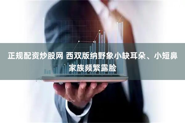 正规配资炒股网 西双版纳野象小缺耳朵、小短鼻家族频繁露脸